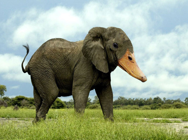 01726_photoshopped-animals-gyyp-15