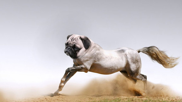 02d08_photoshopped-animals-gyyp-4