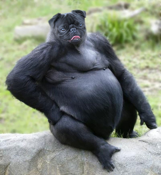 143a9_photoshopped-animals-gyyp-14