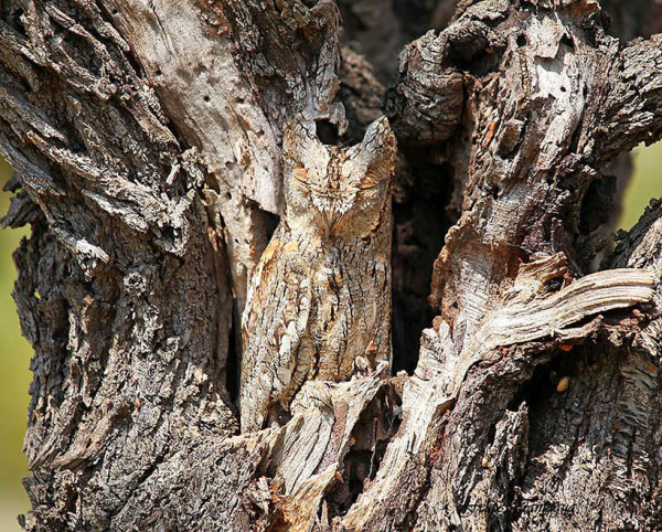 20-camouflages-spectaculaires-danimaux-qui-ne-manquent-pas-de-talent1