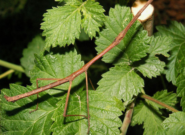 20-camouflages-spectaculaires-danimaux-qui-ne-manquent-pas-de-talent10