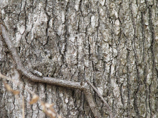 20-camouflages-spectaculaires-danimaux-qui-ne-manquent-pas-de-talent11