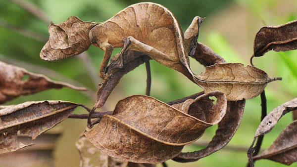 20-camouflages-spectaculaires-danimaux-qui-ne-manquent-pas-de-talent14