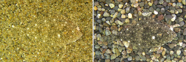 20-camouflages-spectaculaires-danimaux-qui-ne-manquent-pas-de-talent15
