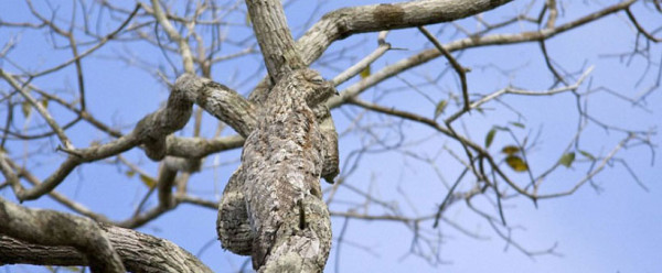 20-camouflages-spectaculaires-danimaux-qui-ne-manquent-pas-de-talent16