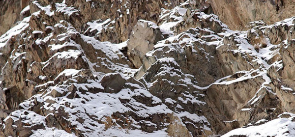 20-camouflages-spectaculaires-danimaux-qui-ne-manquent-pas-de-talent17