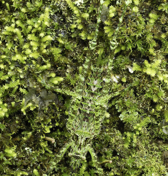 20-camouflages-spectaculaires-danimaux-qui-ne-manquent-pas-de-talent18