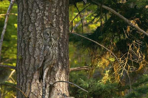 20-camouflages-spectaculaires-danimaux-qui-ne-manquent-pas-de-talent19