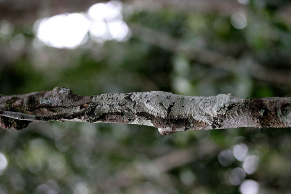 20-camouflages-spectaculaires-danimaux-qui-ne-manquent-pas-de-talent3