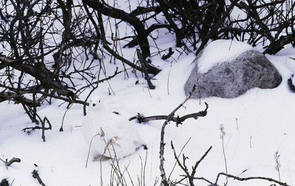 20-camouflages-spectaculaires-danimaux-qui-ne-manquent-pas-de-talent4