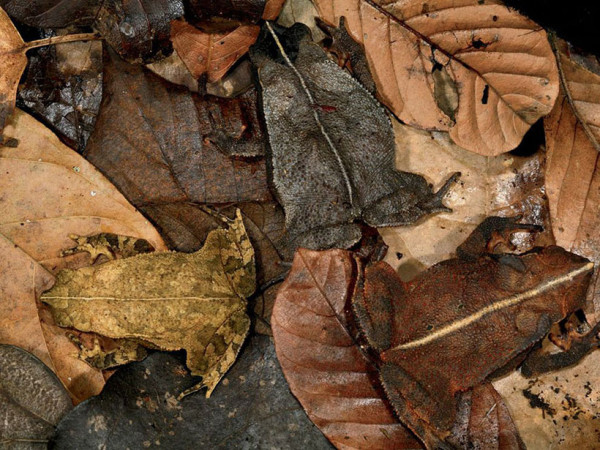 20-camouflages-spectaculaires-danimaux-qui-ne-manquent-pas-de-talent5
