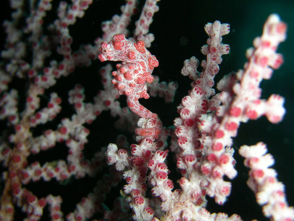 20-camouflages-spectaculaires-danimaux-qui-ne-manquent-pas-de-talent7