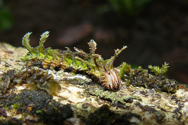 20-camouflages-spectaculaires-danimaux-qui-ne-manquent-pas-de-talent9