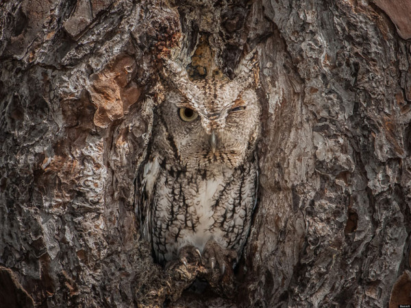23-camouflages-spectaculaires-danimaux-qui-ne-manquent-pas-de-talent1