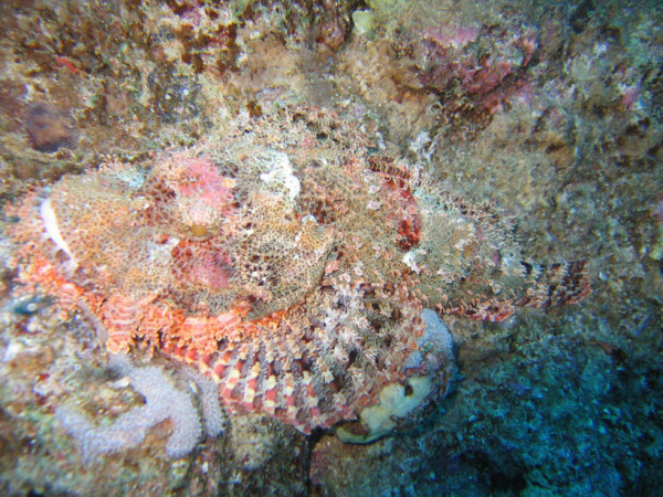 23-camouflages-spectaculaires-danimaux-qui-ne-manquent-pas-de-talent11