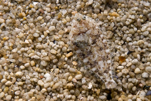 23-camouflages-spectaculaires-danimaux-qui-ne-manquent-pas-de-talent15