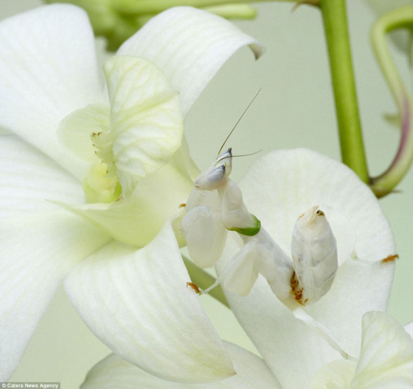 23-camouflages-spectaculaires-danimaux-qui-ne-manquent-pas-de-talent21-1