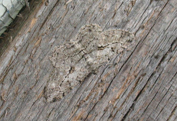 23-camouflages-spectaculaires-danimaux-qui-ne-manquent-pas-de-talent23-2