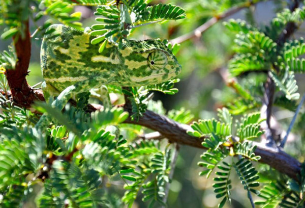 23-camouflages-spectaculaires-danimaux-qui-ne-manquent-pas-de-talent24-1