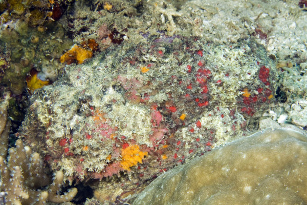 23-camouflages-spectaculaires-danimaux-qui-ne-manquent-pas-de-talent24