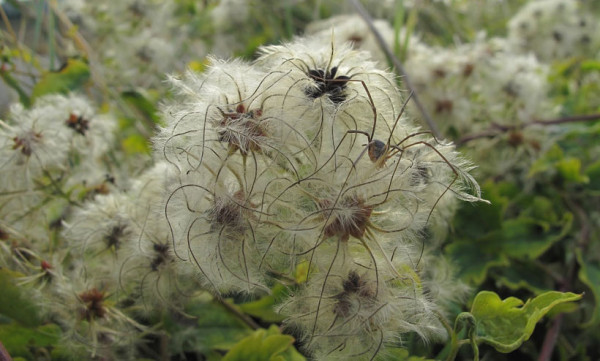 23-camouflages-spectaculaires-danimaux-qui-ne-manquent-pas-de-talent8