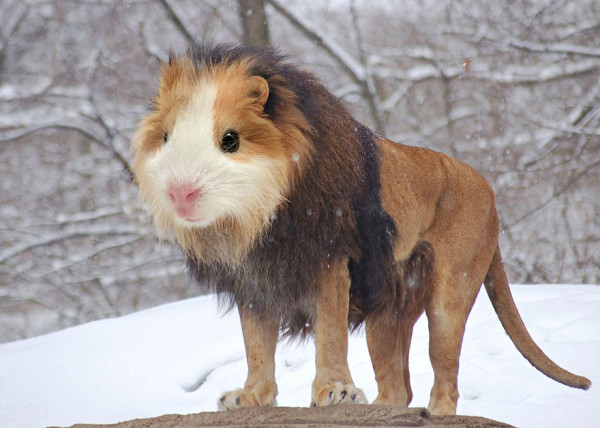 28c86_photoshopped-animals-gyyp-6