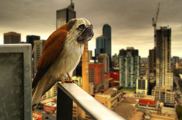 2cdfc_photoshopped-animals-gyyp-18