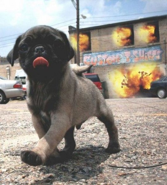 40-funny-pictures-484