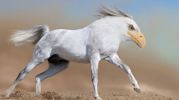 4ea4c_photoshopped-animals-gyyp-8