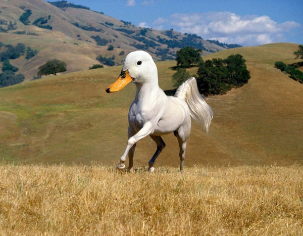 50547_photoshopped-animals-gyyp-2