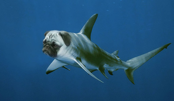 5d976_photoshopped-animals-gyyp-16