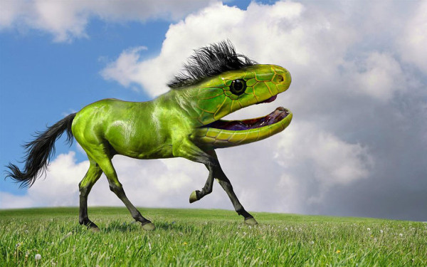 8e049_photoshopped-animals-gyyp-7