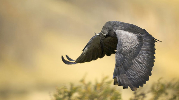 9bf38_photoshopped-animals-gyyp-17