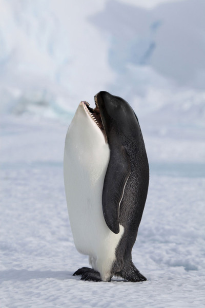 c85ef_photoshopped-animals-gyyp-3