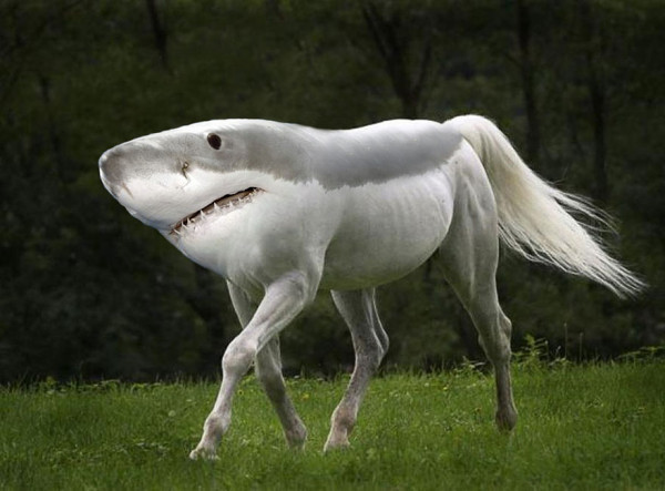 f652f_photoshopped-animals-gyyp-10