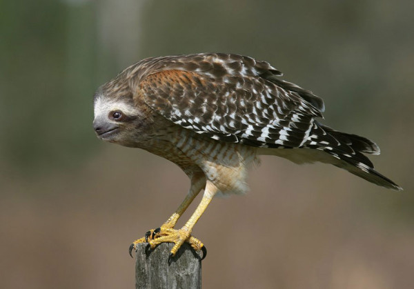f6f21_photoshopped-animals-gyyp-1