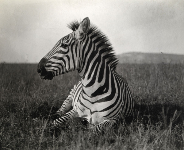 national-geographic-celebre-ses-125-ans-en-devoilant-ses-archives-photographiques-au-public14