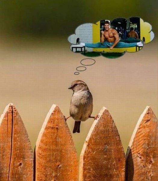 01-funny-pictures-490