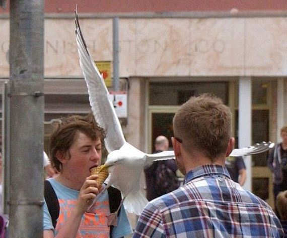 03-this_sneaky_ice_cream_thief_shows_up_out_of_nowhere
