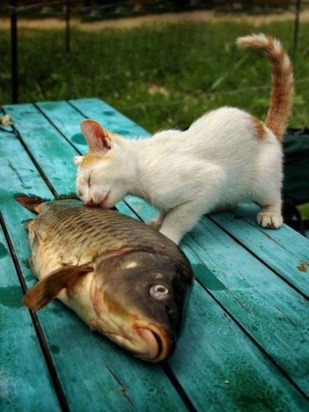 04-funny-pictures-510