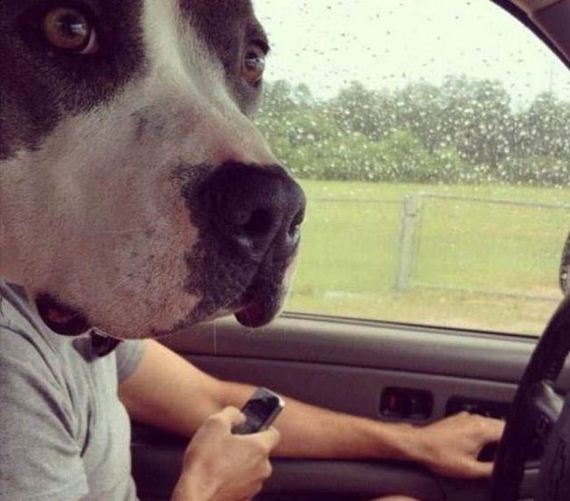 12-the_good_bad_and_funny_moments_people_have_with_their_car