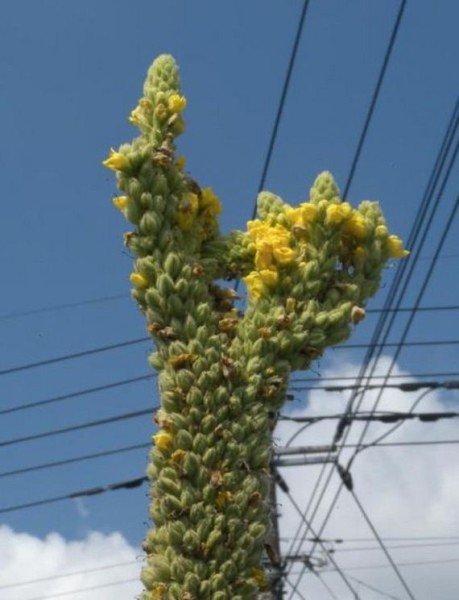 19-fukushima