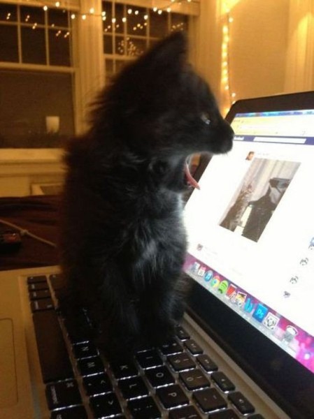 36-funny-pictures-494