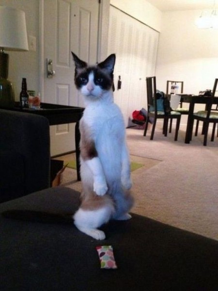 37-funny-pictures-494