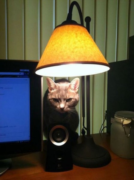 54-funny-pictures-507