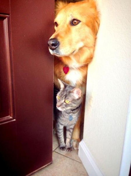 90-funny-pictures-490