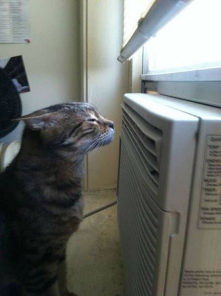 92-funny-pictures-494