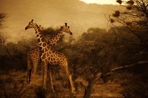 Kenya-Photography-2-640x426