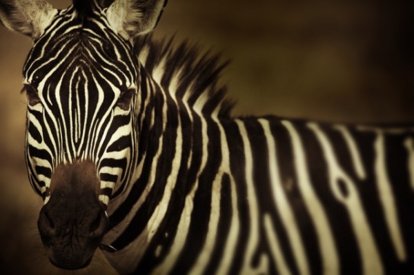 Kenya-Photography-9-640x426