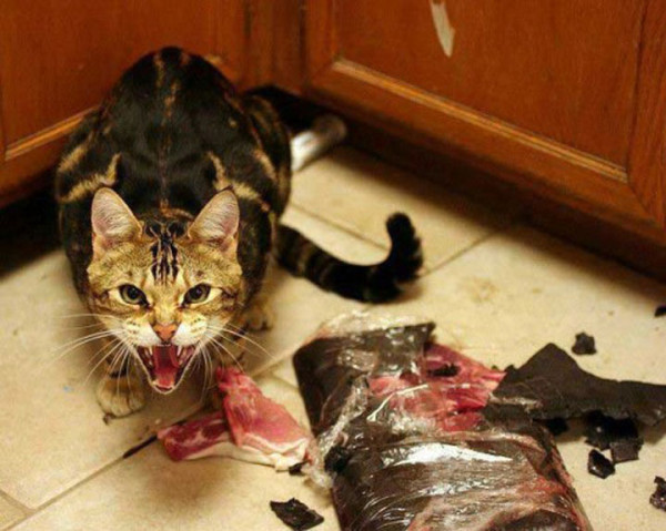 tremblez-humains-les-chats-sont-des-demons-qui-veulent-dominer-le-monde13